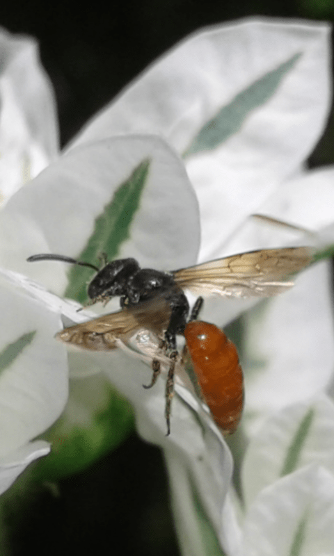 Apidae Halictinae : Sphecodes sp.?